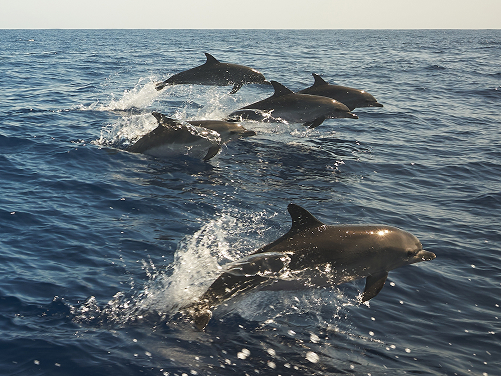 Excursion d’observation des dauphins ou de la faune marine (ex. depuis Saint-Tropez ou Les Issambres)